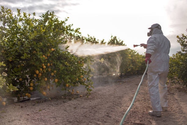 Best Wasp Removal Services  in Toledo, IL