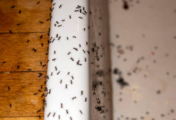 Pest Prevention Services in Toledo, IL